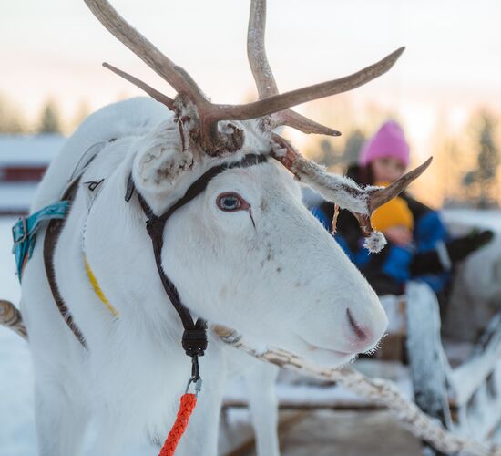 Reindeer ride to Santa © apukka resort